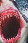 Shark Attack One-Piece Swim - POPRAGEOUS
 - 5
