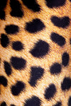 Leopard Leggings - POPRAGEOUS
 - 5