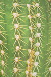 Cactus Leggings - POPRAGEOUS
 - 5