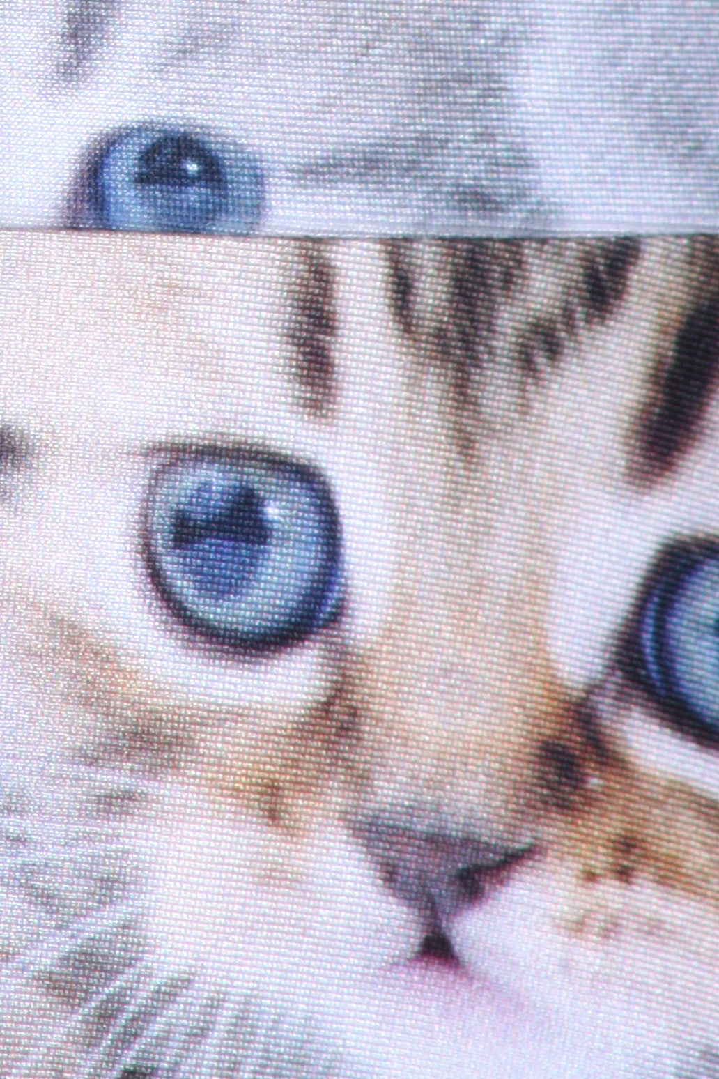 Kitten Skater Dress - POPRAGEOUS
 - 5